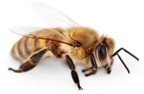 abeille png